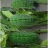 pol icarus larva5 volg12